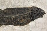Notogoneus Fossil Fish (Scarce Species) - Wyoming #144002-3